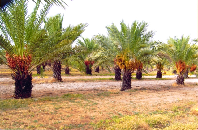 Date Palm Trees