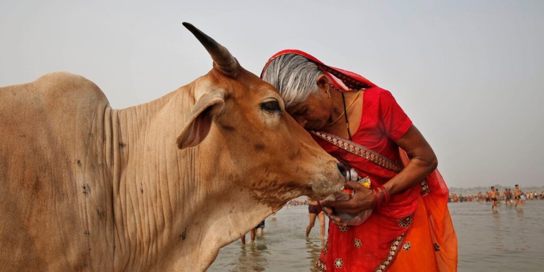 Cow Worship