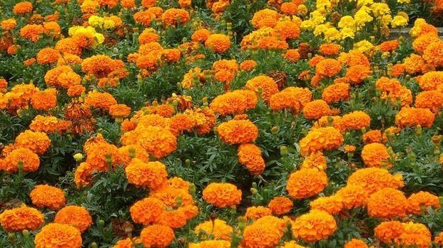 Genda Phool A Blossom of Vasudeva Kutumbakam The Jaipur Dialogues
